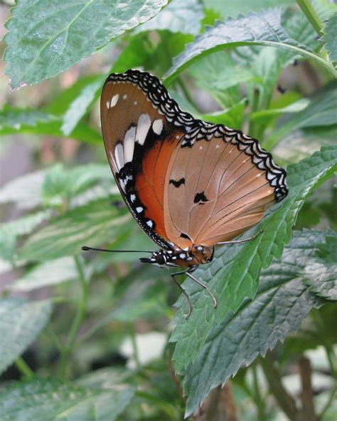 Plain Tiger (Danaus chrysippus) Butterfly Family, Butterfly Wings, A Bug's Life, Zoology ...