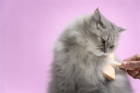 Long Hair Cat Grooming - The Right Way - Cat Bytes
