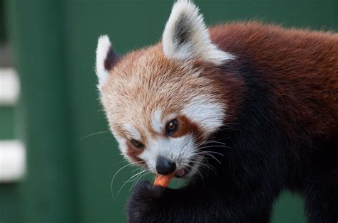 Red Panda Eating Carrot 6 | Red Pandas at Shepreth Wildlife … | Flickr