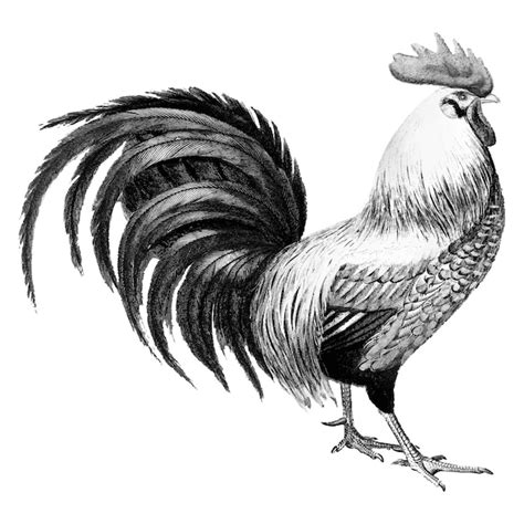 Rooster Images - Free Download on Freepik