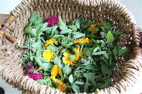 tea drying herbs IMG_3238 – Laughing Duck Gardens & Cookery