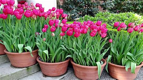 Easy Way to Grow Tulip Bulbs in Pots Or Containers - Gardening Tips - Gardening Chronicle