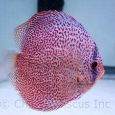 Products | Chicago Discus | Your discus fish specialty store