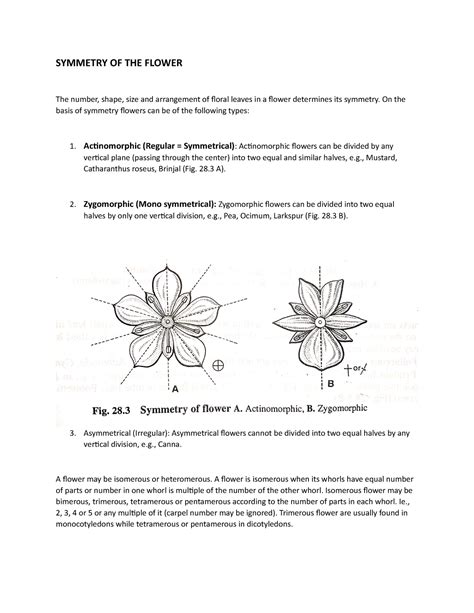 Symmetry of flower - SYMMETRY OF THE FLOWER The number, shape, size and ...