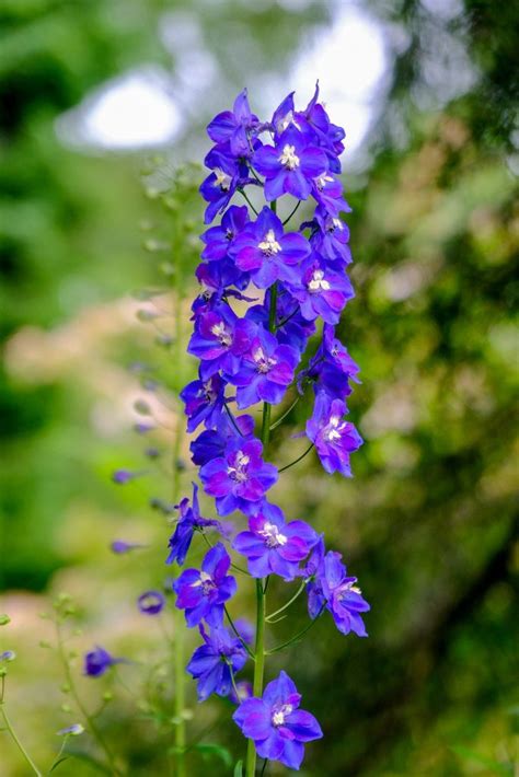 July birth flower: Larkspur & Water Lily - Growing Family