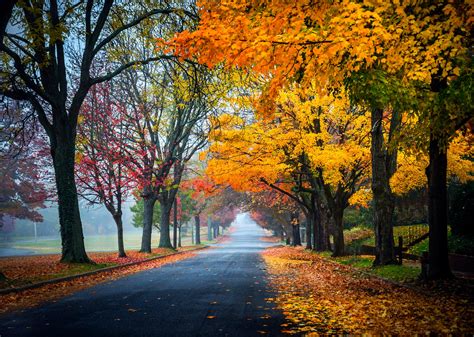 trees, Path, Road, Nature, Fall, Leaves, Autumn, Splendor, Autumn Wallpapers HD / Desktop and ...