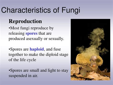 PPT - Characteristics of Fungi PowerPoint Presentation, free download ...