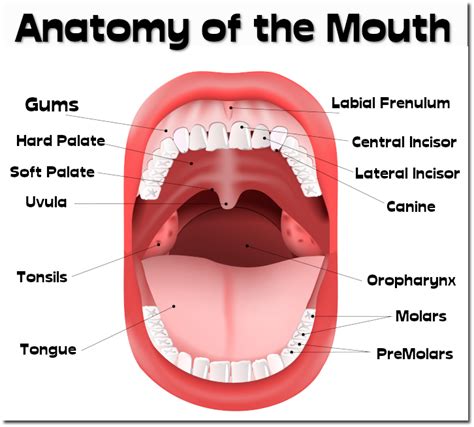 Acquire Parts Of Mouth And Teeth Free Vector - Www