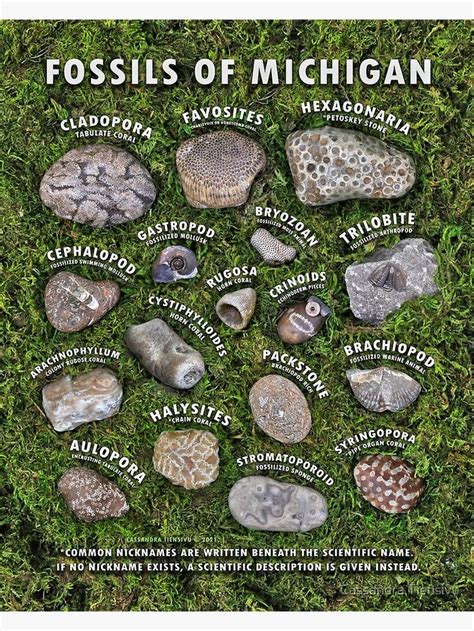 "Common Fossils of Michigan Identification Guide" Poster for Sale by ...