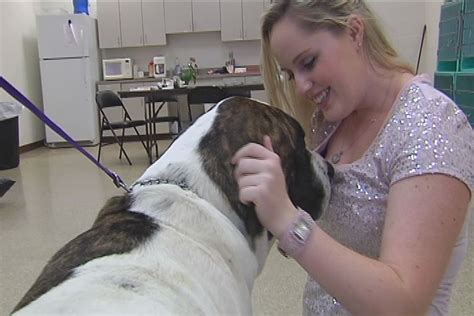 Sadie the Saint Bernard/Mastiff mix is a gentle giant | Mastiff mix, Gentle giant, Mastiffs