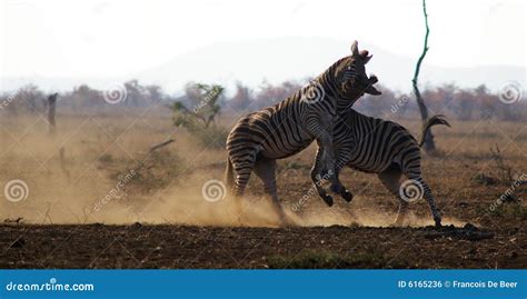 Two Zebras fighting stock photo. Image of africa, fighting - 6165236