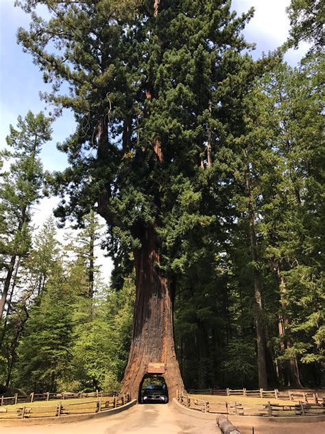 The Chandelier Drive-Thru Tree at Drive-Thru Tree Park