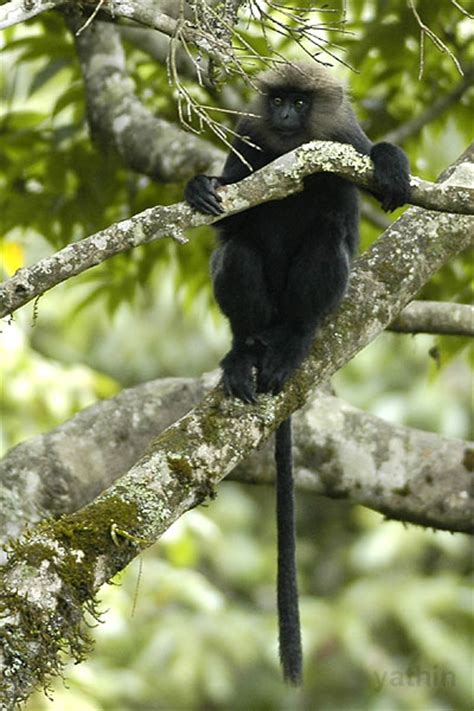 Nilgiri Langur at Tamil Nadu