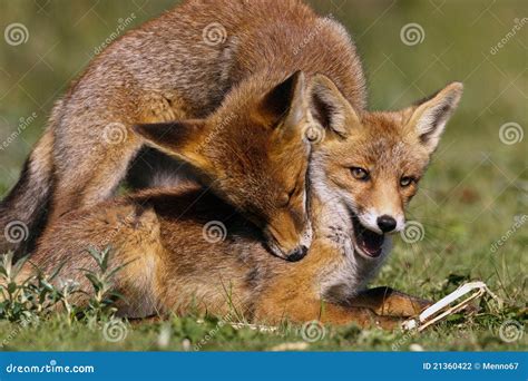 Red Foxes cubs stock photo. Image of spring, animal, predator - 21360422