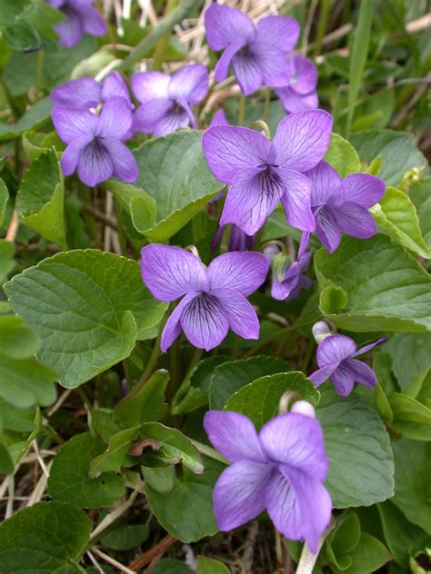 alaska violet from Sitka, AK, USA on May 27, 2004 at 03:37 PM by Jonathan Goff · iNaturalist