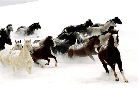 Horse, Herd, Snow wallpaper 🔥 Best Free Download backgrounds