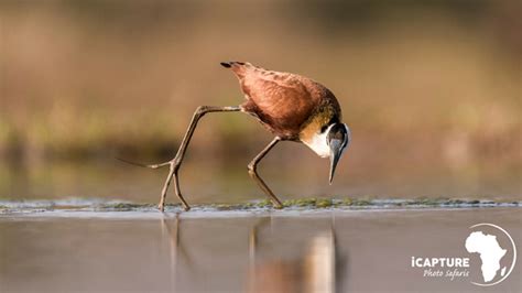 12 tips on bird photography - Africa Geographic