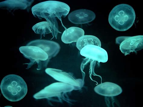 How Do Box Jellyfish Reproduce | Box Jellyfish Life Cycle & Reproduction