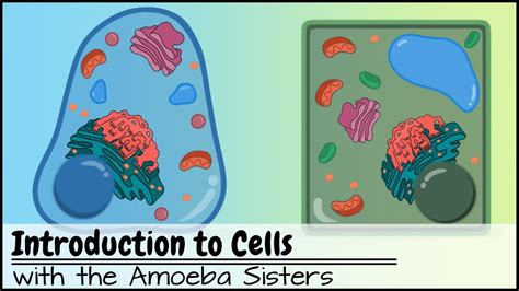 Amoeba Sisters Meiosis Worksheet Answer Key : Kaufmann, Stephanie / Biology Notes (PPTs ...