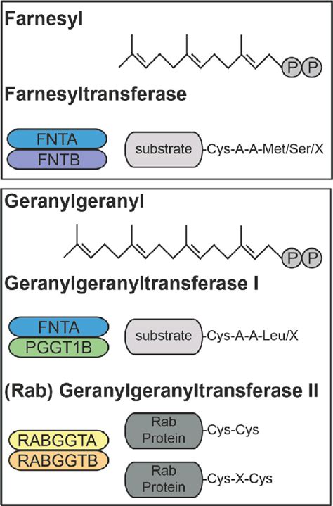 Prenyltransferase enzymes. Diagram showing chemical structures of the ...