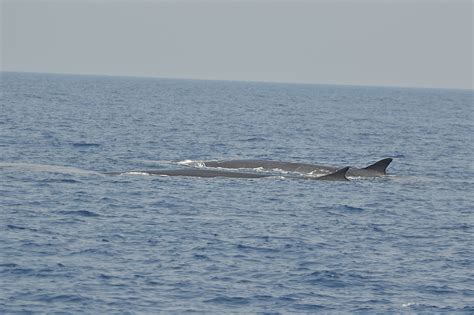 Balaenoptera physalus | Ocean conservation, Marine, Ocean