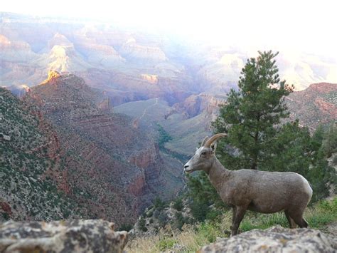 Explore the Wildlife of the Grand Canyon