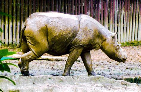 Malaysia, Indonesia to discuss Sumatran rhino conservation | New Straits Times | Malaysia ...