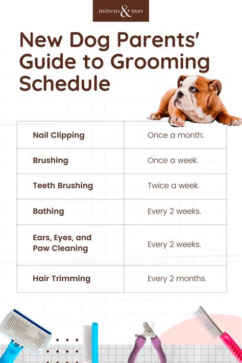 Basic Dog Grooming Tips From A Dog Grooming Professional | Dogviously | Puppy grooming, Dog care ...