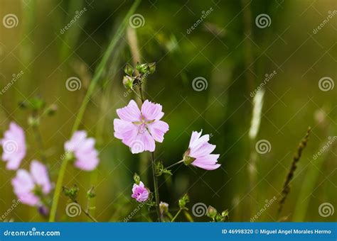 Malva flower stock photo. Image of beauty, botany, botanical - 46998320