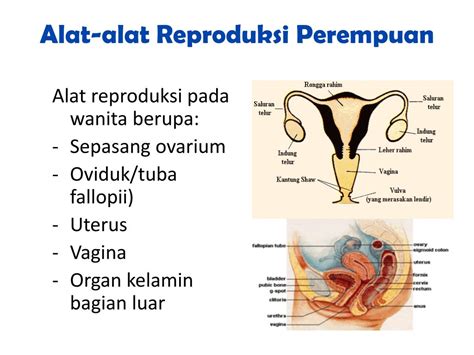 Ppt Terminologi Ii Powerpoint Presentation Free Download Id 3566354 | Free Hot Nude Porn Pic Gallery