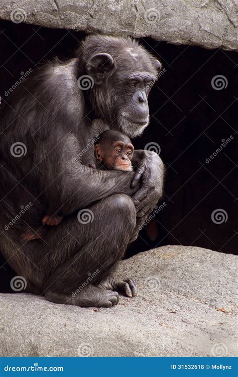 Chimpanzee mother and baby stock photo. Image of infant - 31532618