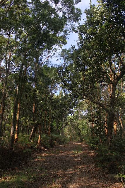 Flickriver: Photoset 'Kincumber Mountain Reserve' by cathm2