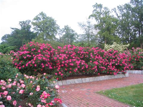 knockout roses - Google Search | Knockout roses, Garden design, Knockout