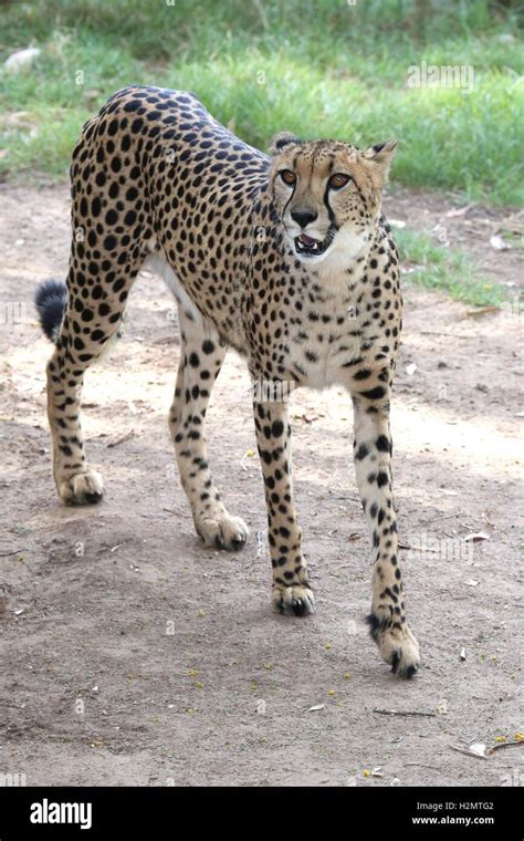 Cheetah Wild Cat Stock Photo - Alamy