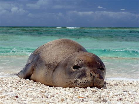 Understanding Hawaiian Monk Seals’ Eating Habits May Save Them From Extinction