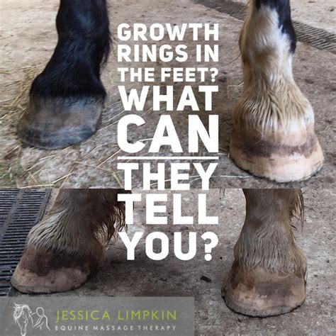 Growth Rings In The Feet? What Can They Tell You? — Jessica Limpkin - Equine Massage Therapy