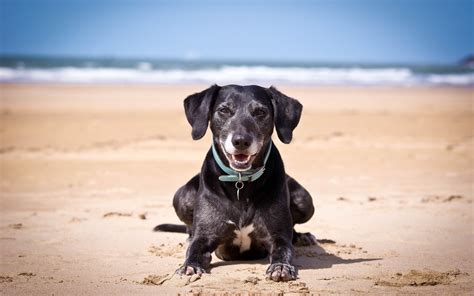 🔥 [70+] Dogs on the Beach Wallpapers | WallpaperSafari