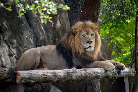 African Lion - The Houston Zoo