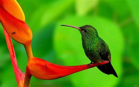 Free Hummingbird Wallpapers - Wallpaper Cave