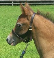 Pony Foal and Weanling Halters