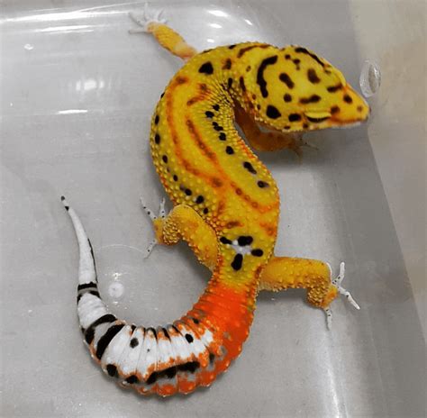 Carrot tailed leopard gecko : reptiles