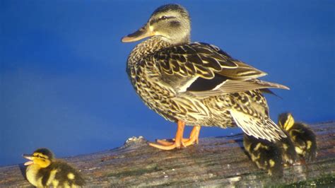 Mallard Duck Ducklings