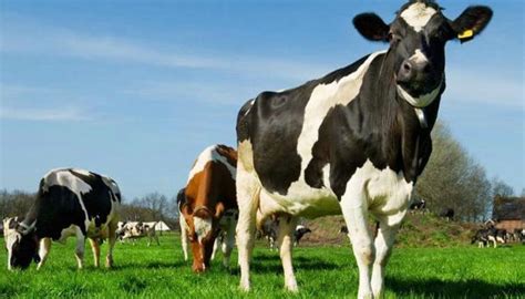 GANADO LECHERO Y LA ESTRATEGIA DE SUPLEMENTACIÓN ENERGÉTICA Y MINERAL - VACAS HOLSTEIN