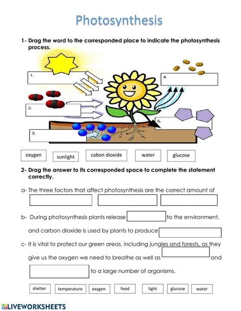 Photosynthesis - Interactive worksheet | Photosynthesis worksheet ...