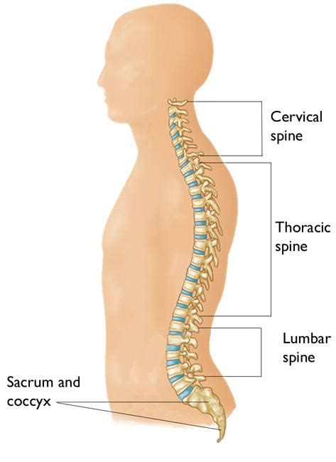 Cervical Radiculopathy (Pinched Nerve) - OrthoInfo - AAOS