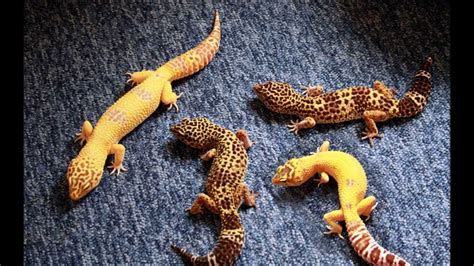 What's the Best Substrate to Use for Leopard Geckos | Caring for Leopard Geckos - YouTube