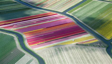 Tulip Fields, Aerial View, South Photograph by Frans Sellies - Pixels