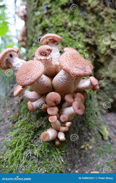 Honey Mushroom Cluster Armillaria Ostoyae Royalty-Free Stock Photography | CartoonDealer.com ...