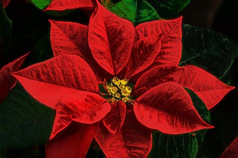 Christmas Poinsettias Wallpapers - Wallpaper Cave