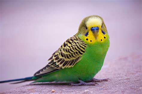 8 Top Green Parrots to Keep as Pets